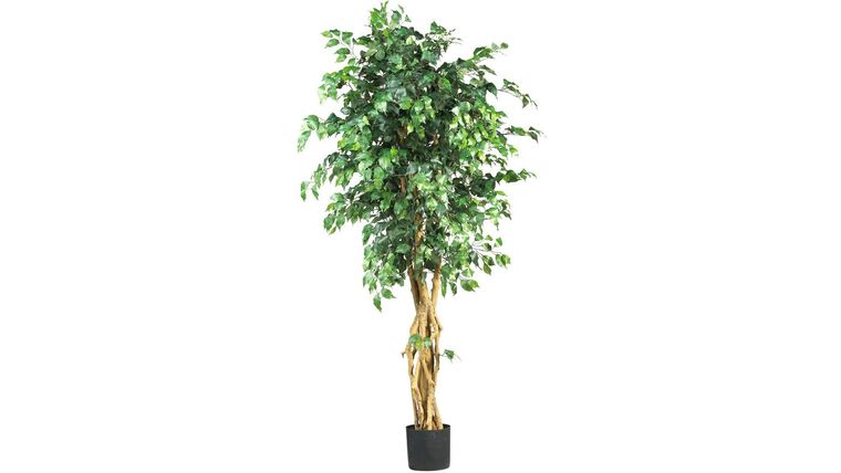 6′ Ficus Tree w/Lights – Artificial | Rental 6′ Ficus Tree w/Lights – Artificial | Rental