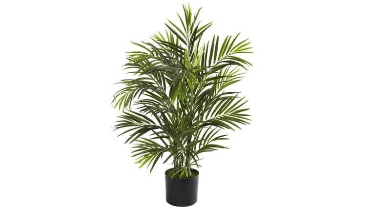 2.5′ Areca Palm Tree UV Resistant (Indoor/Outdoor) | Rental 2.5′ Areca Palm Tree UV Resistant (Indoor/Outdoor) | Rental