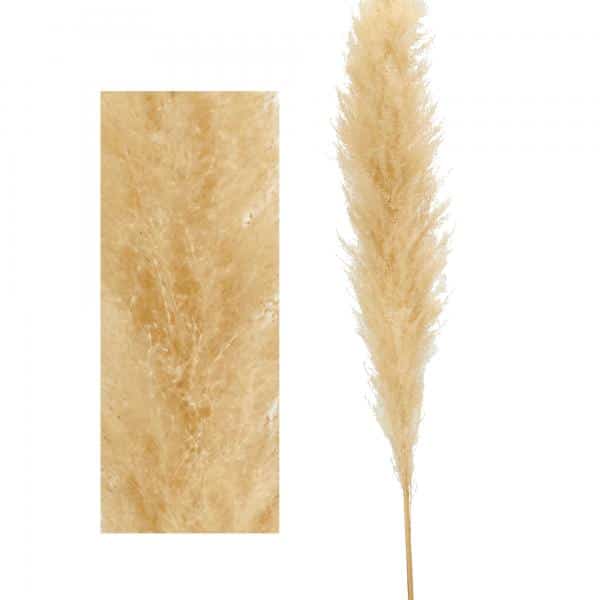 Decostar™ Natural Boho Dried Pampas Grass Plumes – 60″ – Natural | Rental Decostar™ Natural Boho Dried Pampas Grass Plumes – 60″ – Natural | Rental