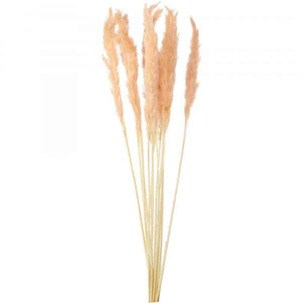 Decostar™ Natural Boho Dried Pampas Grass Plumes – 24″ 10pc/bag – Blush | Rental Decostar™ Natural Boho Dried Pampas Grass Plumes – 24″ 10pc/bag – Blush | Rental