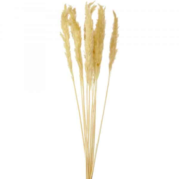 Decostar™ Natural Boho Dried Pampas Grass Plumes – 24″ 10pc/bag – Natural | Rental Decostar™ Natural Boho Dried Pampas Grass Plumes – 24″ 10pc/bag – Natural | Rental